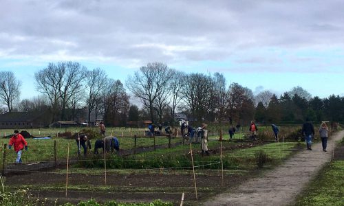 Hagen aanplanten door vrijwilligers in dorpspark De Groene Long Bladel